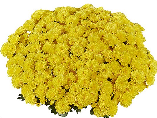 Хризантемы Ditto Yellow черенок 25 грн ожидается
